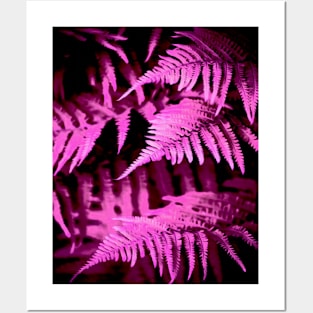 Pink Zebra Fern Posters and Art